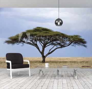 Picture of Tanzania Serengeti National Park Seronera area an acacia